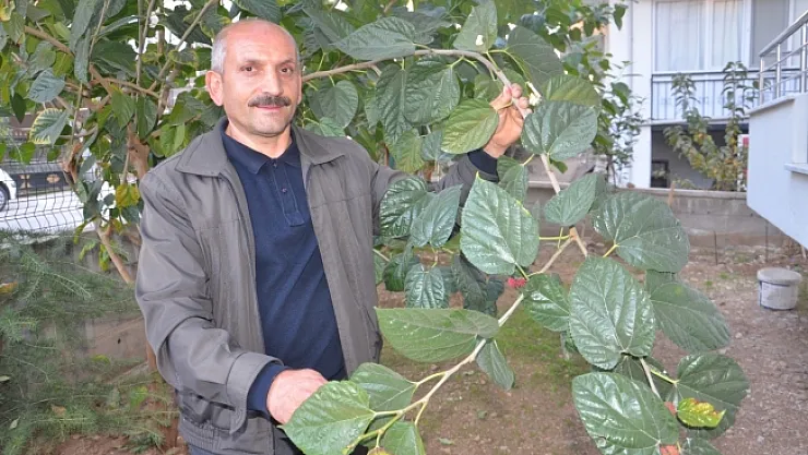 Dut ağacı mevsimi şaşırdı...