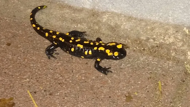 Malatya'da nesli tükenmekte olan sarı benekli semender bulundu!