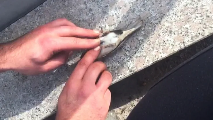 Serçenin hayatını kalp masajı yaparak kurtardı