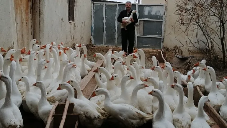 Emekli oldu kaz yetiştirmeye başladı...