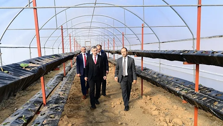 Malatya'da topraksız çilek üretimi