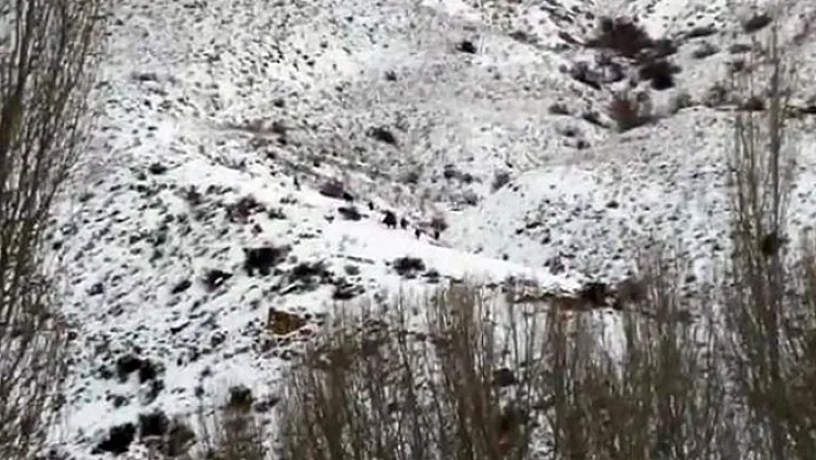 Darende'de aç kalan yaban domuzları yerleşim yerlerine indi!