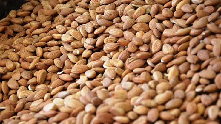 Kayısı çekirdeğinden 1 yılda 17 milyon dolar gelir sağlandı