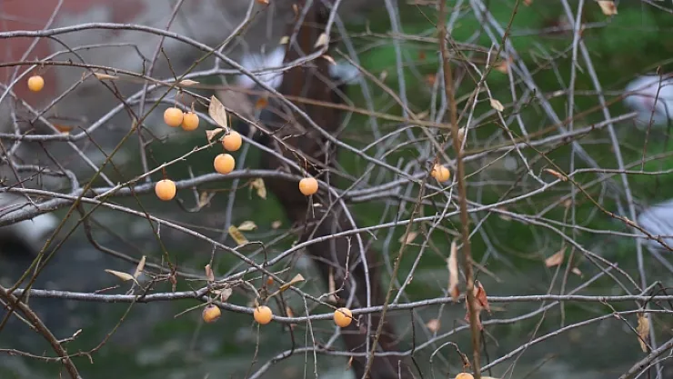 Malatya'da erik ağacı kış ortasında meyve verdi