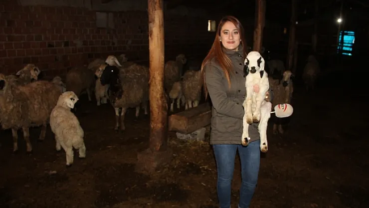 Malatya'da yılın ilk kuzuları dünyaya geldi!