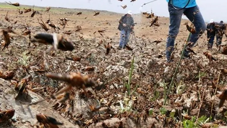 BM uyardı: Dikkat! Çekirge istilası Türkiye'ye yaklaştı!