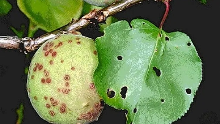 Çiftçiler dikkat! Kayısı ağaçlarında çil hastalığı riski yükseldi!