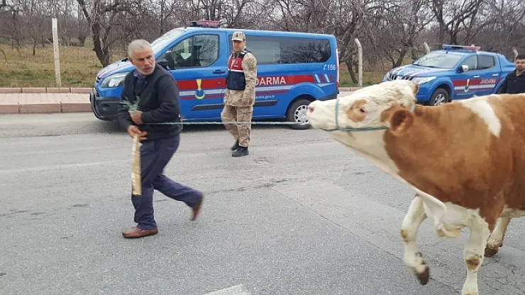 Hayvan hırsızlığı, 258 saatlik kamera görüntüsü ile çözüldü