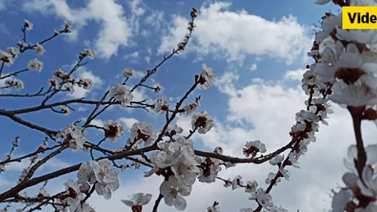 Kayısı üreticileri dikkat! Kayısı da don riski var mı?
