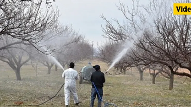 Kayısıda ilaçlama dönemi başladı!..
