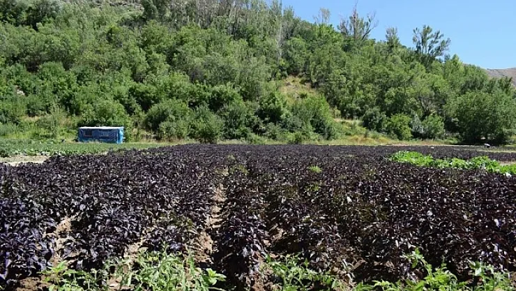 Koronavirüs reyhan satışlarını ikiye katladı