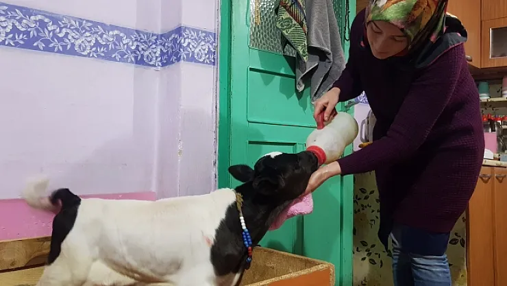 Buzağı destekleme işlemlerinde başvuru şartı kalktı