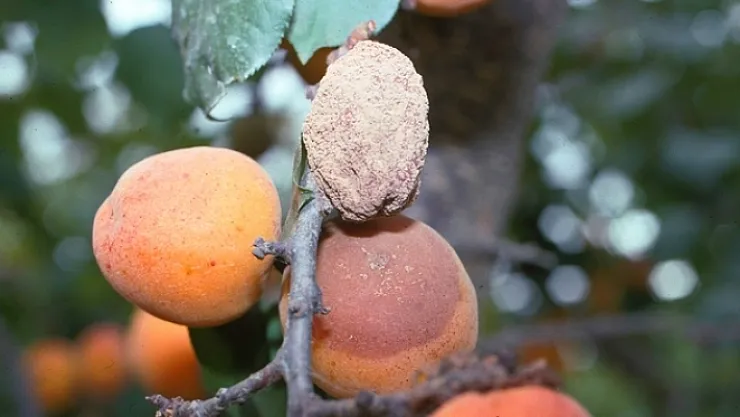 Çiftçiler dikkat! Kayısıda monilya hastalığı alarmı!