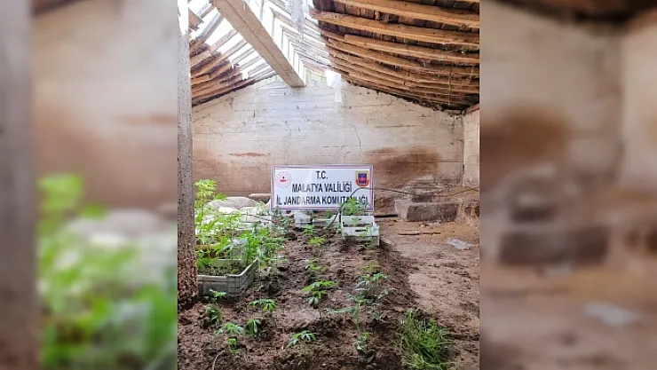 Kenevir yetiştiren şahıs gözaltına alındı!