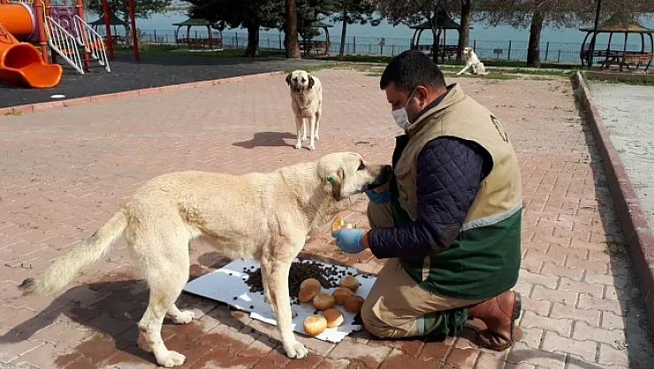Korona virüs sürecinde sokak hayvanları da unutulmadı!..