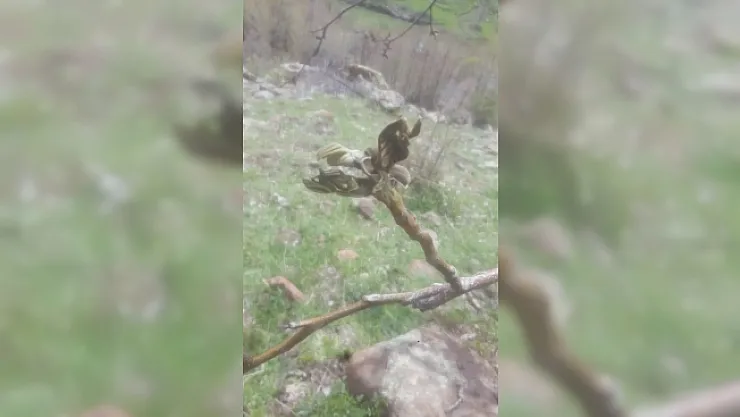 Malatya'da korkulan oldu: Zirai don yaşandı!