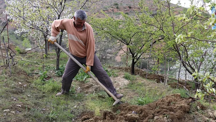 Sokağa çıkma yasağında herkes evde onlar tarlada...