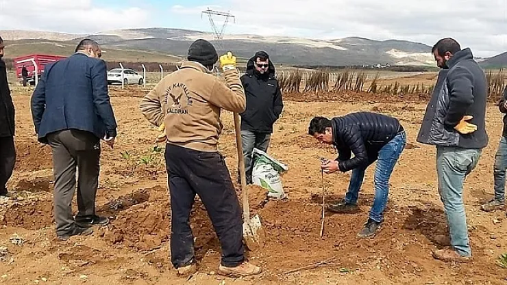 Yazıhan'da Trabzon Hurması Bahçesi kuruluyor