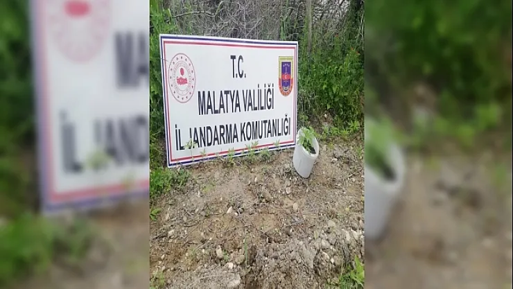 750 kök kaçak kenevir bitkisi ele geçirildi