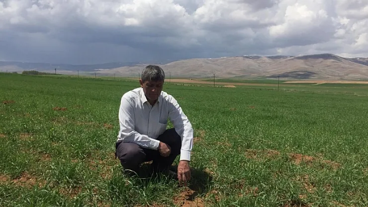 Darende'de kuraklık tehlikesi, çiftçiler tedirgin!