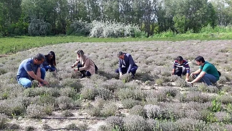 Malatya'da genç çiftçi nane, kekik ve portakal yağı üretmeye başladı