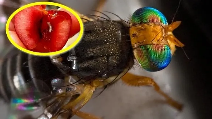 Malatya'da kiraz sineği ile mücadele başladı