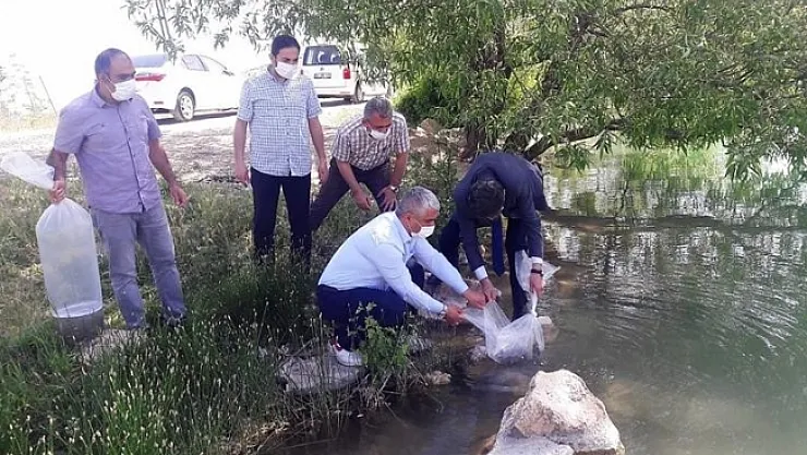 Malatya'da göletlere 50 bin balık bırakıldı