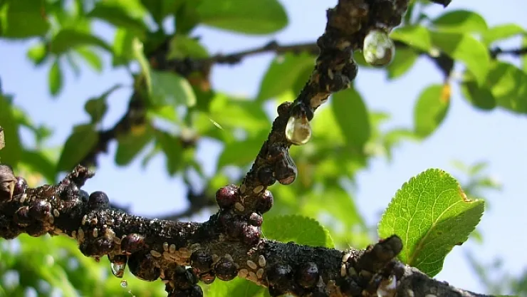 Üreticiler dikkat! Meyvelerde kabuklu bit uyarısı