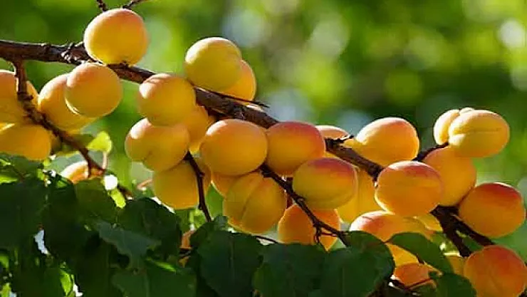 2020 tahmini kayısı rekoltesi açıklamasına bir itiraz daha!