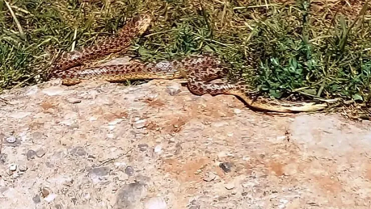 2 metre uzunluğundaki 2 yılan korku dolu anlar yaşattı!