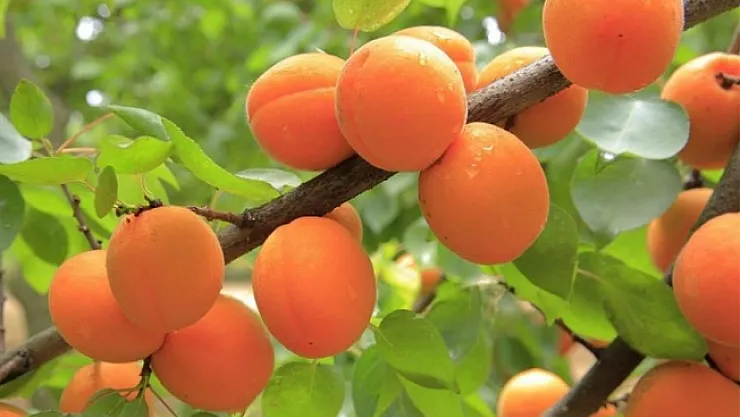 Açıklanan tahmini kayısı rekoltesine tepki! &quotGerçeği yansıtmıyor"