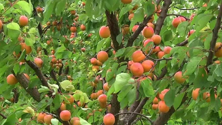 Çiftçi tedirgin! Kayısıda düşük rekolte bekleniyor!...