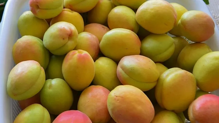 Cumhurbaşkanı Erdoğan'a Malatya'dan kayısı