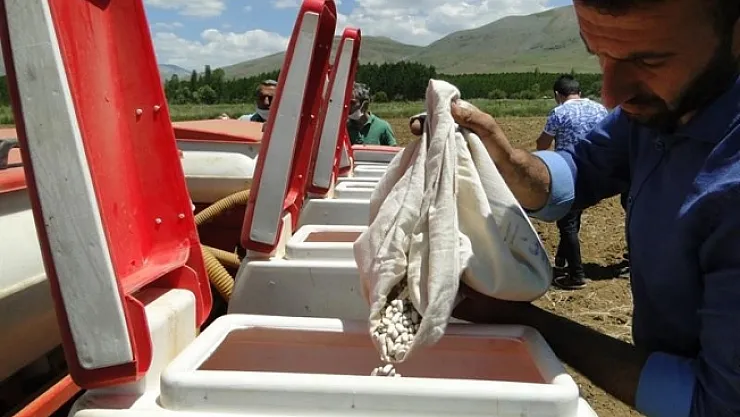 Doğanşehir'de kuru fasulye yaygınlaştırılıyor