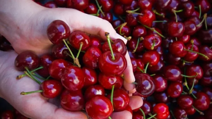 En iyi Yeşilyurt kirazı 21 Haziran'da belirlenecek