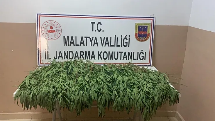 İki ayrı kenevir operasyonu! Bin 730 kök kenevir ele geçirdi!