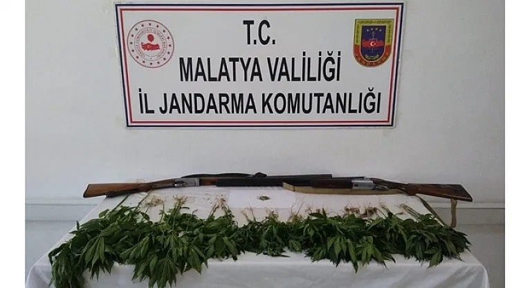 Kayısı bahçesinde kenevir ele geçirildi