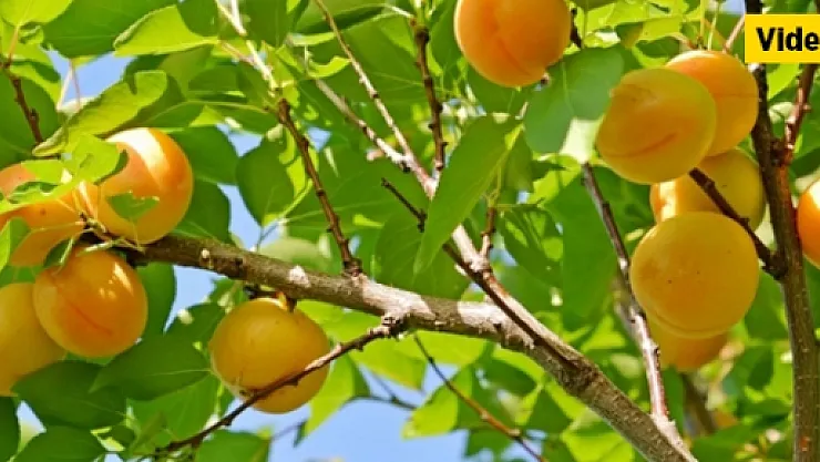 Kayısı üreticileri emeklerinin karşılığını alıyor mu?