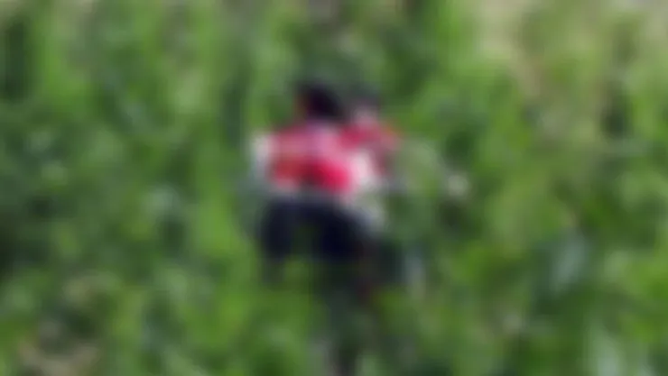 Malatya'da 170 kök kenevir bitkisi ele geçirildi