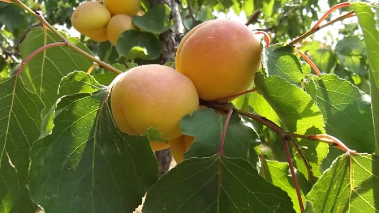 Malatya'da kayısı rekoltesi belli oldu!