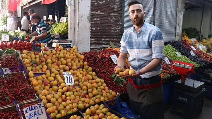 Malatya kayısısı tezgahlara geldi