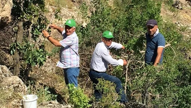 Malatya'da antep fıstığı yaygınlaşıyor