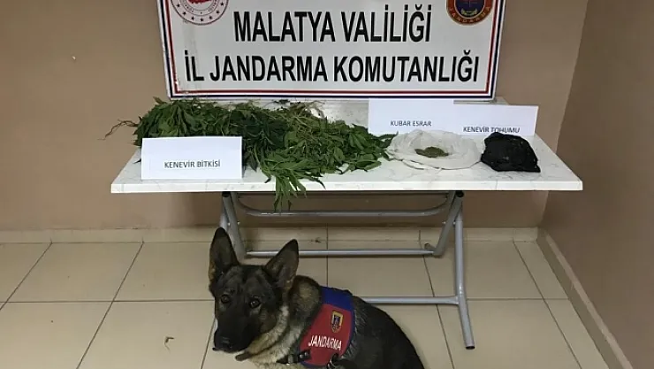 Malatya'da yasa dışı kenevir operasyonu! Bin 260 kök ele geçirildi!