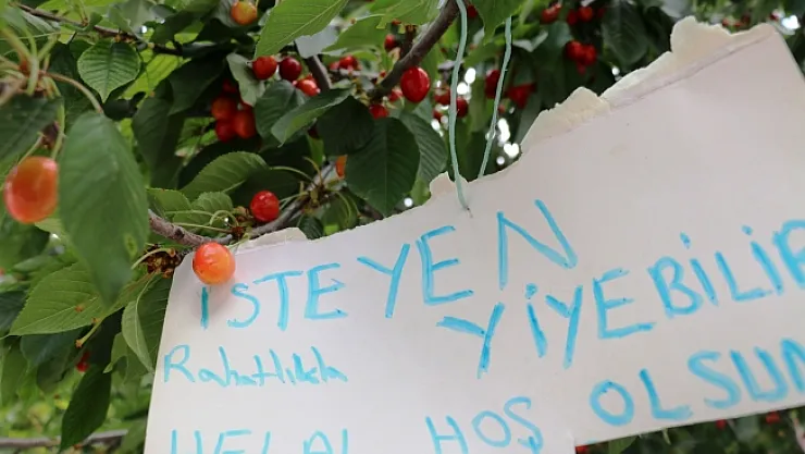 Malatyalı çiftçiden örnek davranış! &quotBu kirazdan isteyen herkes yiyebilir"