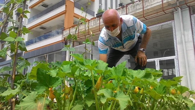 Sitenin bahçesinde doğal sebze yetiştiriyor