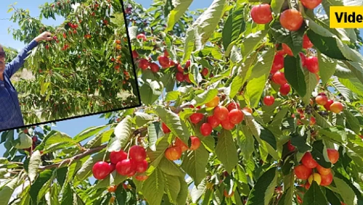 Yeşilyurt kirazına ihracatçı firma talip! Solmaz, çiftçileri uyardı!