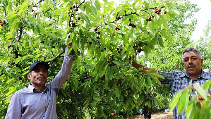 Yeşilyurt'un dalbastı kirazında hasat zamanı