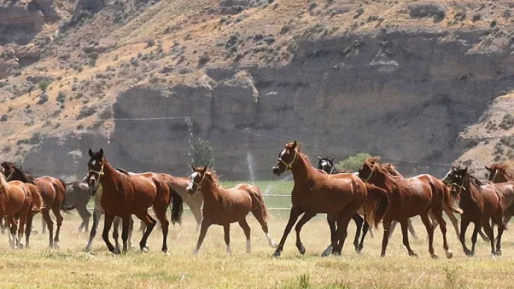 71 Arap tayı Bursa Karacabey'de görücüye çıkacak