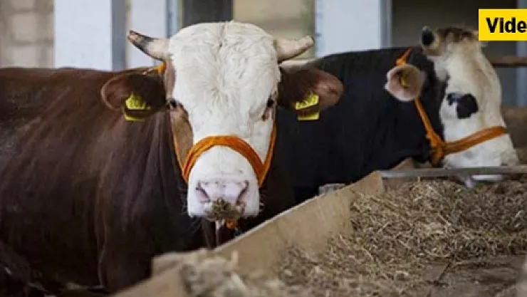 Canlı Hayvan Pazarı'nda arife günü sakinlik hakim, esnaf zorda!