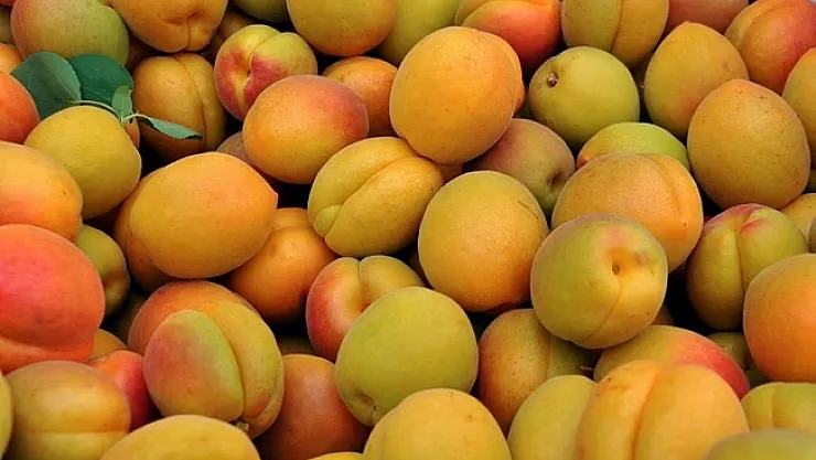 Çınar: Tarihi anı kayısı ile taçlandıracağız